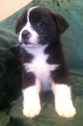 Rm Litter Rainier - ADOPTED 01.01.15