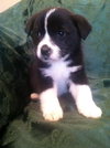 Rm Litter Rainier - ADOPTED 01.01.15