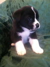 Rm Litter Rainier - ADOPTED 01.01.15