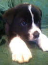 Rm Litter Rainier - ADOPTED 01.01.15
