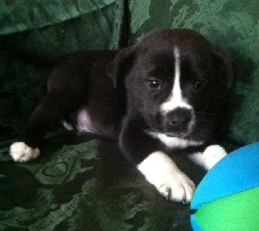 Rm Litter Acadia - ADOPTED 01.01.15