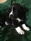 Rm Litter Acadia - ADOPTED 01.01.15