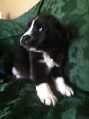 Rm Litter Acadia - ADOPTED 01.01.15