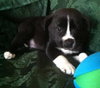 Rm Litter Acadia - ADOPTED 01.01.15