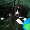 Rm Litter Acadia - ADOPTED 01.01.15