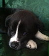 Rm Litter Acadia - ADOPTED 01.01.15