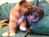 Rm Litter Sequoia - ADOPTED 01.01.15