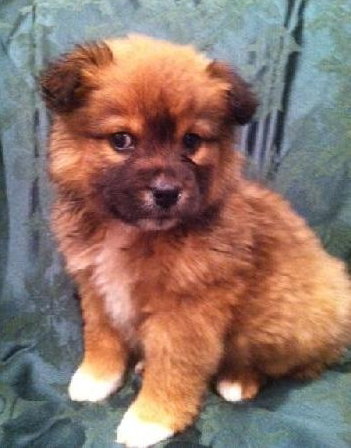 Rm Litter Sequoia - ADOPTED 01.01.15
