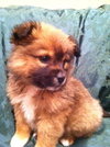 Rm Litter Sequoia - ADOPTED 01.01.15