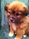 Rm Litter Sequoia - ADOPTED 01.01.15