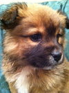 Rm Litter Sequoia - ADOPTED 01.01.15