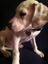 Sm Litter Cupid - ADOPTED 01.23.15