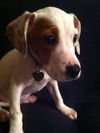 Sm Litter Cupid - ADOPTED 01.23.15