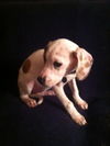 Sm Litter Cupid - ADOPTED 01.23.15