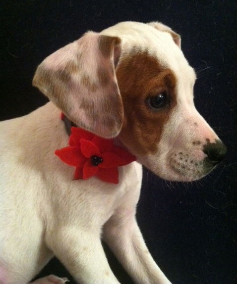 Sm Litter Cupid - ADOPTED 01.23.15
