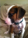 Sm Litter Comet - ADOPTED 12.28.14