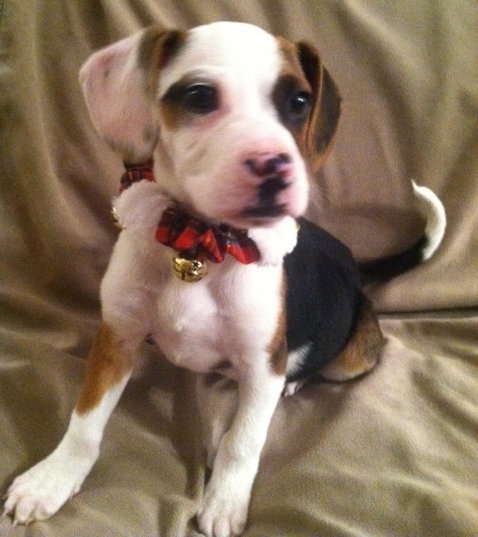 Sm Litter Comet - ADOPTED 12.28.14