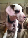 Sm Litter Comet - ADOPTED 12.28.14