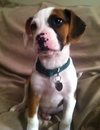 Sm Litter Comet - ADOPTED 12.28.14