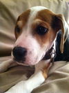 Sm Litter Dasher - ADOPTED 02.06.15