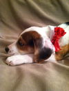 Sm Litter Dasher - ADOPTED 02.06.15