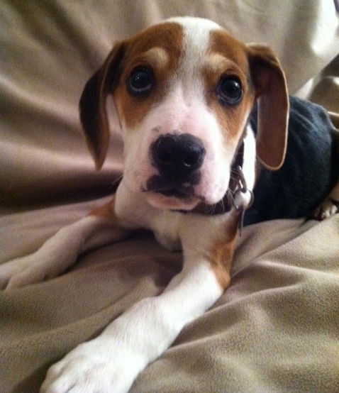 Sm Litter Dasher - ADOPTED 02.06.15