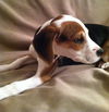 Sm Litter Dasher - ADOPTED 02.06.15
