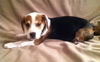 Sm Litter Dasher - ADOPTED 02.06.15