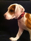 Sm Litter Vixen - ADOPTED 01.18.15
