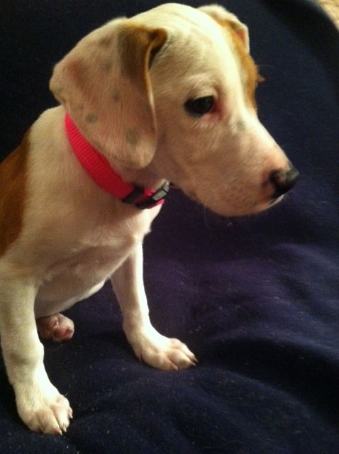 Sm Litter Vixen - ADOPTED 01.18.15
