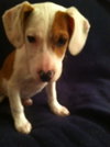 Sm Litter Vixen - ADOPTED 01.18.15