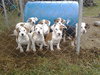 Sm Litter Vixen - ADOPTED 01.18.15
