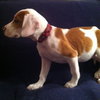 Sm Litter Vixen - ADOPTED 01.18.15