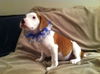 Sm Litter Donner - ADOPTED 02.20.15