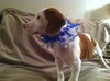 Sm Litter Donner - ADOPTED 02.20.15