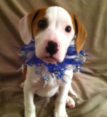 Sm Litter Donner - ADOPTED 02.20.15