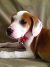 Sm Litter Blitzen - ADOPTED 02.28.15