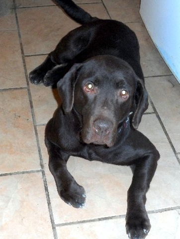 Moose - ADOPTED 01.05.15