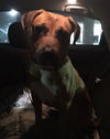 Kimber-ADOPTED-1.4.15