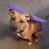 Kimber-ADOPTED-1.4.15