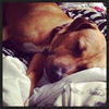Kimber-ADOPTED-1.4.15