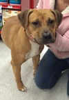 Kimber-ADOPTED-1.4.15