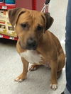 Kimber-ADOPTED-1.4.15