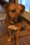 Kimber-ADOPTED-1.4.15