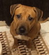 Kimber-ADOPTED-1.4.15