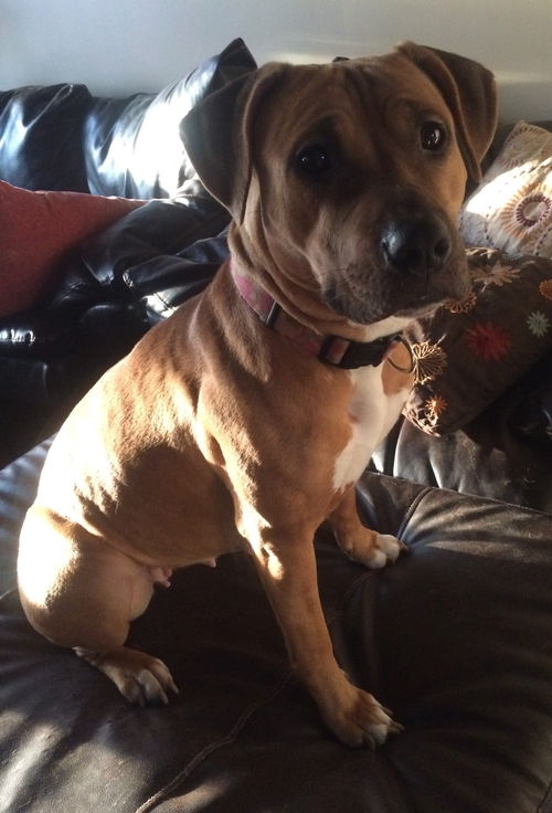Kimber-ADOPTED-1.4.15