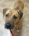 Kimber-ADOPTED-1.4.15