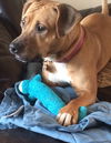 Kimber-ADOPTED-1.4.15