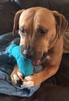 Kimber-ADOPTED-1.4.15