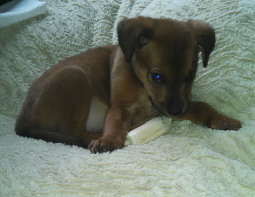 Suzy Que - ADOPTED 01.04.15